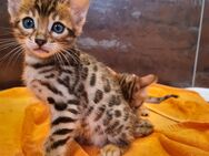 Reinrassige Bengalkitten Bengalkatze Katze mit Stammbaum XXL Rosetten seriöse Zucht Champ. Vorfahren - Wittgert