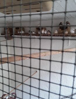 Junge und Zuchtreife und blutfremde Zebrafinken in verschiedenen Farben - Rauenberg