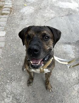 Lieber Mafia sucht seine Menschen. - Hamburg