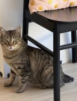 Angel (FIV+) - schöner, lieber Tiger - Wilhelmsfeld