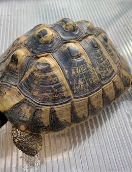 Griechische Landschildkröte (Testudo hermanni-hermanni) - Weil (Rhein) Zentrum