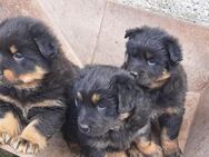 Wurfankündigung Altdeutsche Hütehunde (Gelbbacken) Rote Liste - gefährdet - Diesdorf