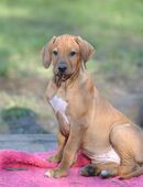Zauberhaftes Rhodesian Ridgeback Mädchen (*04.09.2025) - clever, aufgeweckt, menschenbezogen in 17111