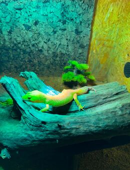 Leopardgecko - Offenburg