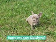 Französische Bulldoggen Welpen - Bad Brückenau
