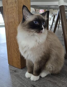 Ragdoll Katze, 5 Jahre, in liebevolles Hände abzugeben - Rülzheim