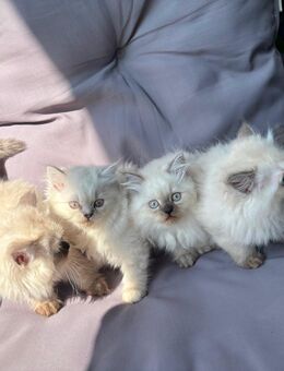 Ragdoll Katzen ( Baby Kittens) - Berlin Spandau