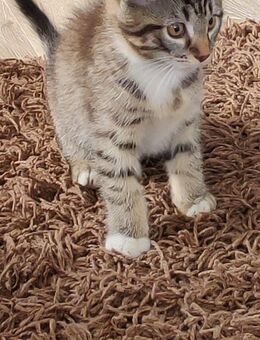 Main Coon Kitten Mix - Dickendorf