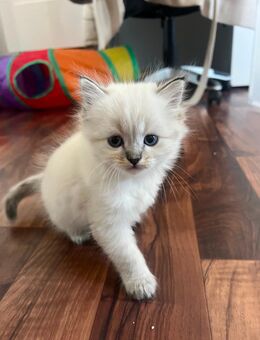 Britisch Kurzhaar x Bima kitten - Niederzier