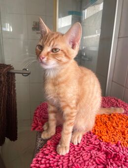 Katzen Babys suchen ein Zuhause - Grünewald