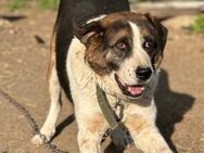 George sucht Geborgenheit 🐾 - Elsdorf (Nordrhein-Westfalen)