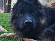 DSH Schäferhund Hündin mit SV Papieren. Die kleine Maus sucht ein NEUES ZU HAUSE! - Ragow-Merz