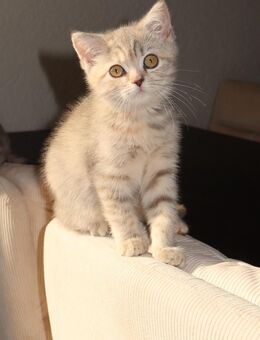 WUNDERSCHÖNE BKH KITTEN - Lauchringen
