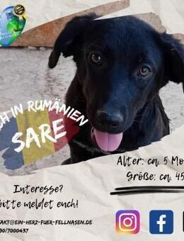 SARE - like a black shining diamond - Waakirchen