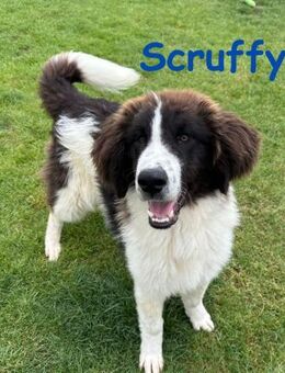 Scruffy unser Lockenpandabär - Rinteln