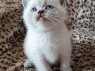 Reinrassige BKH Blue-Point Kätzchen Kitten. - Markt Rettenbach