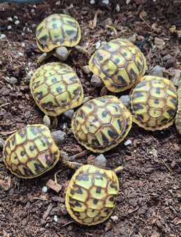 Wegen Zuchtaufgabe Landschildkröten abzugeben - Adelschlag