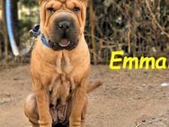 Emma2 tolle Shar-Pei Hündin 11/23 ESP - Ruppertsecken