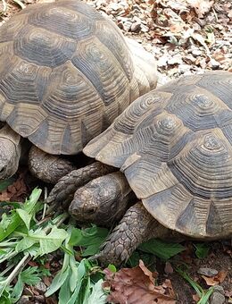 Maurische Land Schildkröte - Osnabrück