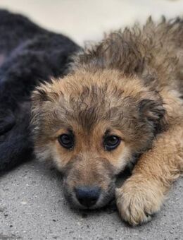 Ben 💗 schmusiger, verspielter Hundebub - Hamburg