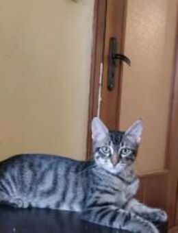 Pico aus Betontrümmern gerettet - Augsburg