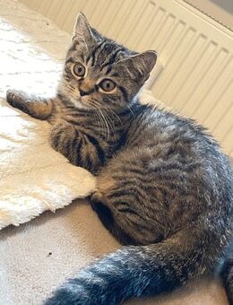 13 Wochen alter BKH/EKH Kater - Berlin
