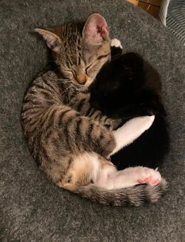 🐱 3 zuckersüße Kitten suchen ihr Traumzuhause 🏡✨ – Unna / NRW - Unna