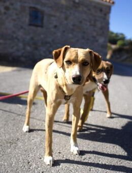 Dalila-neugierig-verspielt und lebhaft - Haan