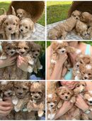 Maltipoo Welpen suchen Für-immer-Zuhause in 50667