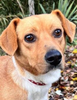 Wendy - vorsichtig & freundlich - Lohmar