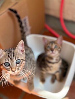 Bengal kitten nur ein Weibchen übrig!!! - Düsseldorf