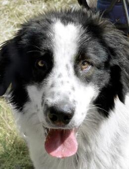 Hasko - In sich ruhende Hundeseele - Obertshausen