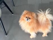 Hund (Pomeranian, Zwergspitz) in Rottenburg am Neckar - Rottenburg (Neckar)