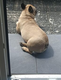 Rocky sucht sein Endplatz - Recklinghausen