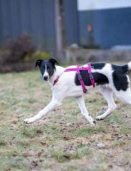 Donna auf PS in 90584 Allersberg - Alfdorf