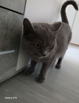 BKH Katze Weibchen britisch Kurzhaar weiblich british - Frankfurt (Main) Bornheim
