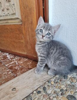 Katzen Babys - Mörlenbach
