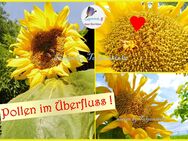 ♥ Alte Nektar Sonnenblume Saratowskie 82,Bienenschutz, Honig, Bienenweide Tulpenstolz ,Imker,Rarität,Permalkultur - Hamburg