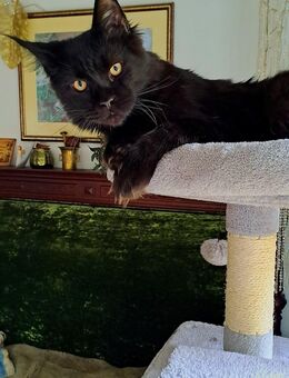 Maine Coon Kater - Dillingen (Donau)