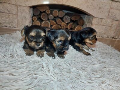 Yorkshire Terrier Welpen mini baby verkaufen