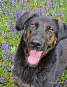 Kenny - lustiger Junghund - Höchst (Odenwald)