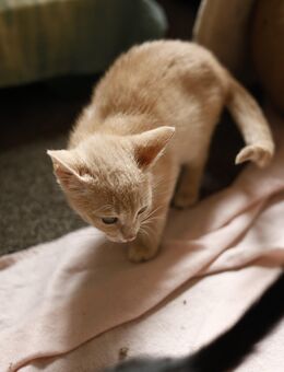Tassin Kitten aus Pflegestelle - Dörpen