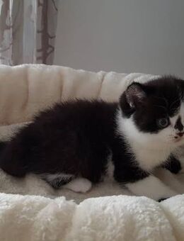Britisch Kurzhaarkatze Jella vom Kister Silbermond - Giebelstadt