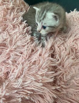 Babykatzen - Hamburg Bergedorf
