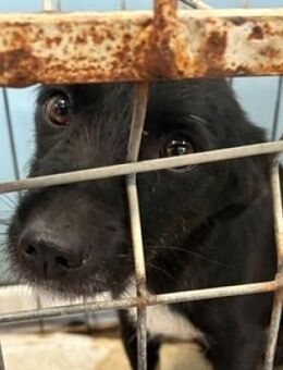 PAMINA bettelt um Hilfe - Hof