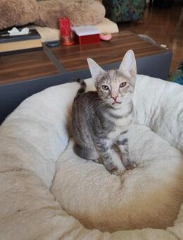 Mia aus dem Tierschutz - Grevenbroich