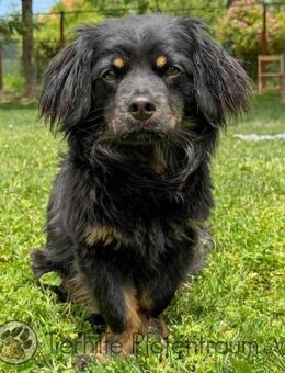 NELLA - verschmust, niedlich, 30 cm - Linden (Hessen)