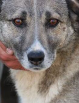 Momo - liebenswert u. sehr verschmust - Lohra