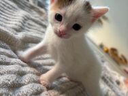 Bezaubernde Kitten / Katzenbabys - Pfaffenhofen (Ilm)