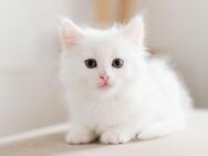 Kitten suchen ein neues liebevolles zu Hause - Berlin